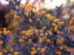 Acacia acanthoclada (Harrow Wattle) - Tubestock