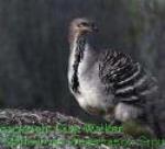 Australian Bird Study