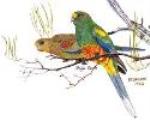 Birds Mulga Parrot