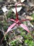 Caladenia Ridge