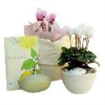 Cyclamen Bowl Relaxing Bathe Gift