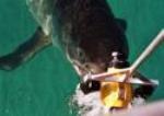 Great White Shark Research