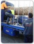 Transportation Of Canary Island Date Palm