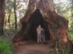 Walpole Wilderness And Tree Top Walk